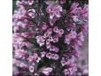 Weigela florida